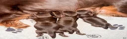Mixed Breed dogs for sale: Chip - Ad 19