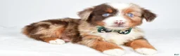 Miniature Australian Shepherd dogs for sale: Kyson  - Ad 5