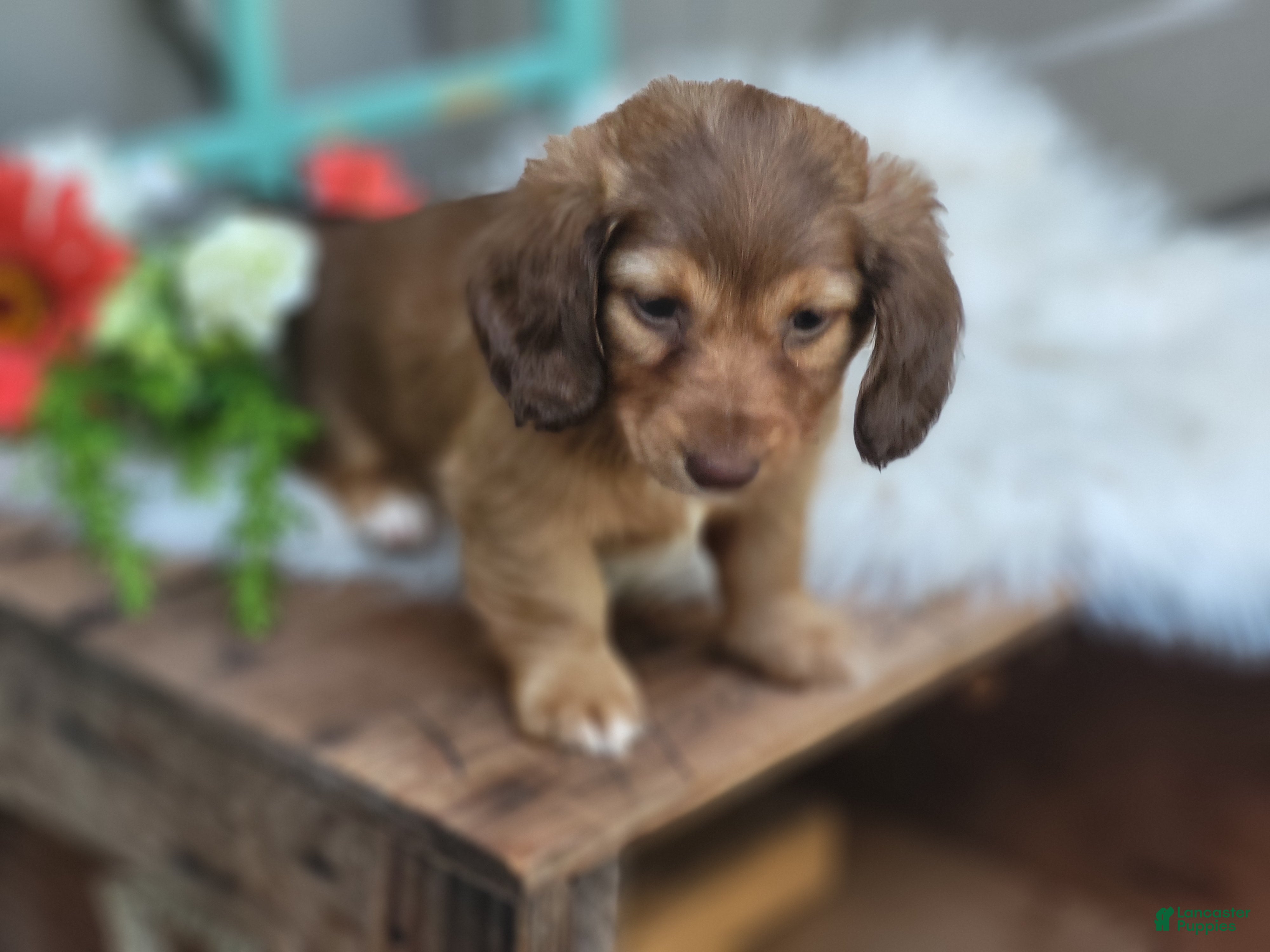 Dachshund dogs Willow  - Ad 2