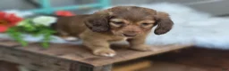 Dachshund dogs for sale: Willow  - Ad 2