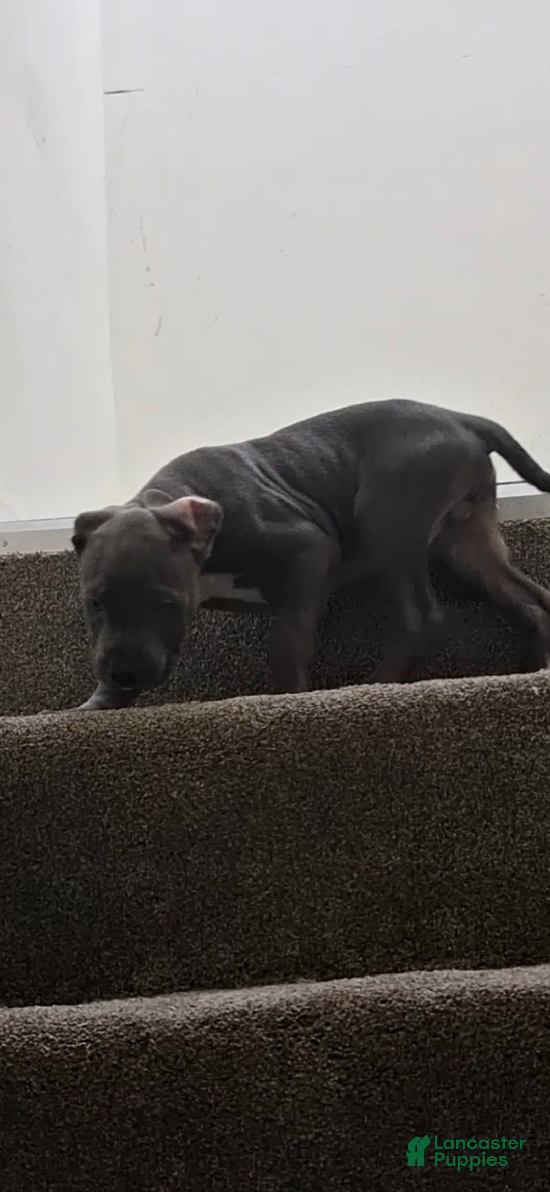 American Bully dogs American Bully Puppy 6 - Ad 34