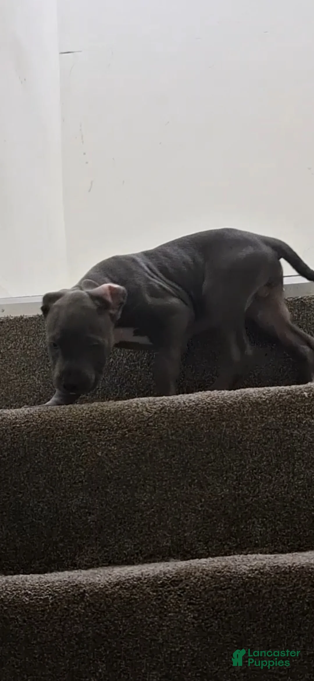 American Bully dogs for sale: American Bully Puppy 6 - Ad 1