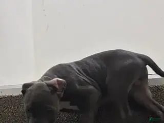 American Bully dogs American Bully Puppy 6 - Ad 34