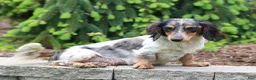 Miniature Dachshund dogs for sale: Kory - Ad 6
