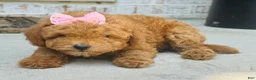 Mini Goldendoodle dogs for sale: Mini Goldendoodle 3 - Ad 3