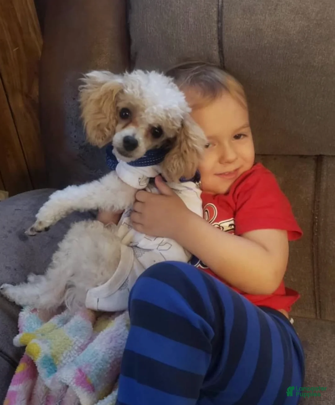 Cavapoo dogs for sale: Bria - Ad 5