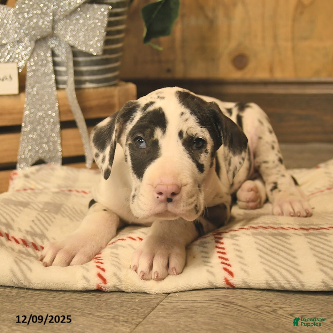 Great Dane dogs for sale: Angel  - Ad 3