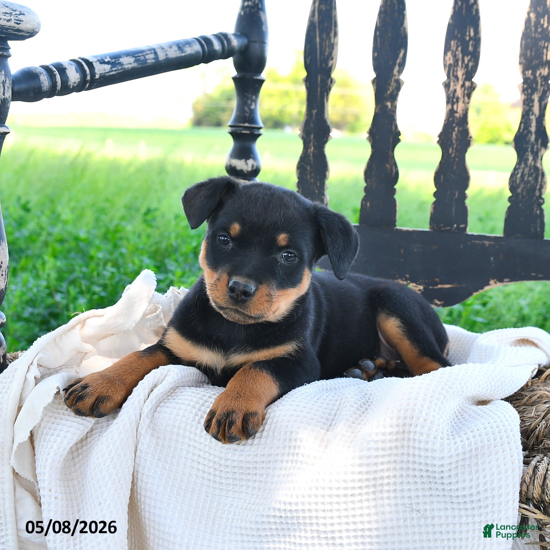 Rottweiler dogs Raider - Ad 2