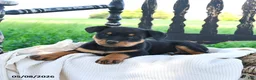 Rottweiler dogs for sale: Raider - Ad 2