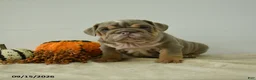 English Bulldog dogs for sale: Dexter - Ad 3