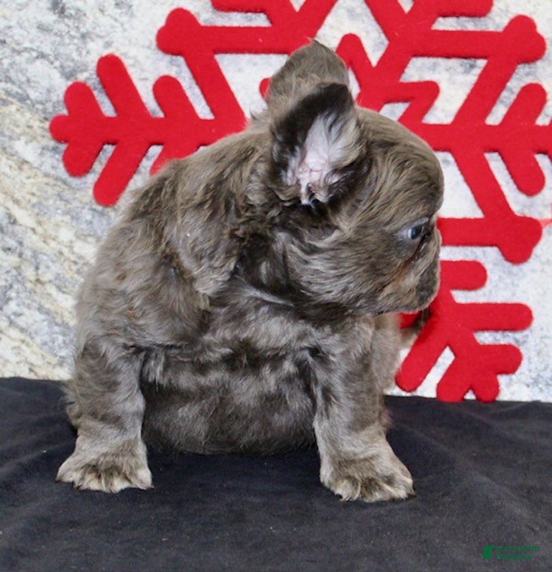 French Bulldog dogs for sale: Teddy - Ad 3