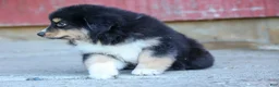 Miniature Australian Shepherd dogs for sale: LINCOLN [ new pictures] - Ad 3