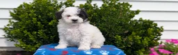Mixed Breed dogs for sale: Dash - Ad 4