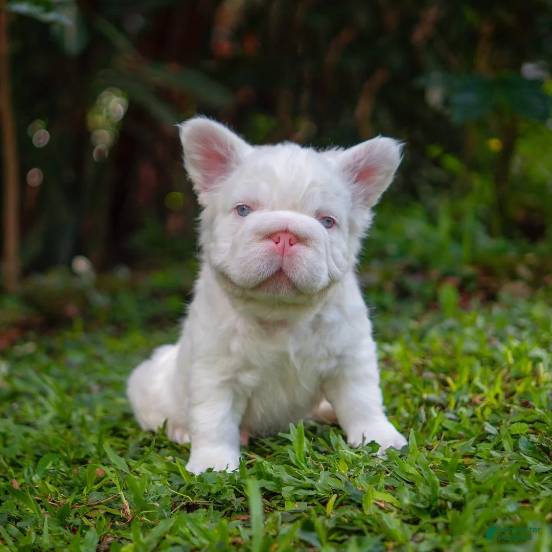 French Bulldog dogs for sale: White Prada  - Ad 1