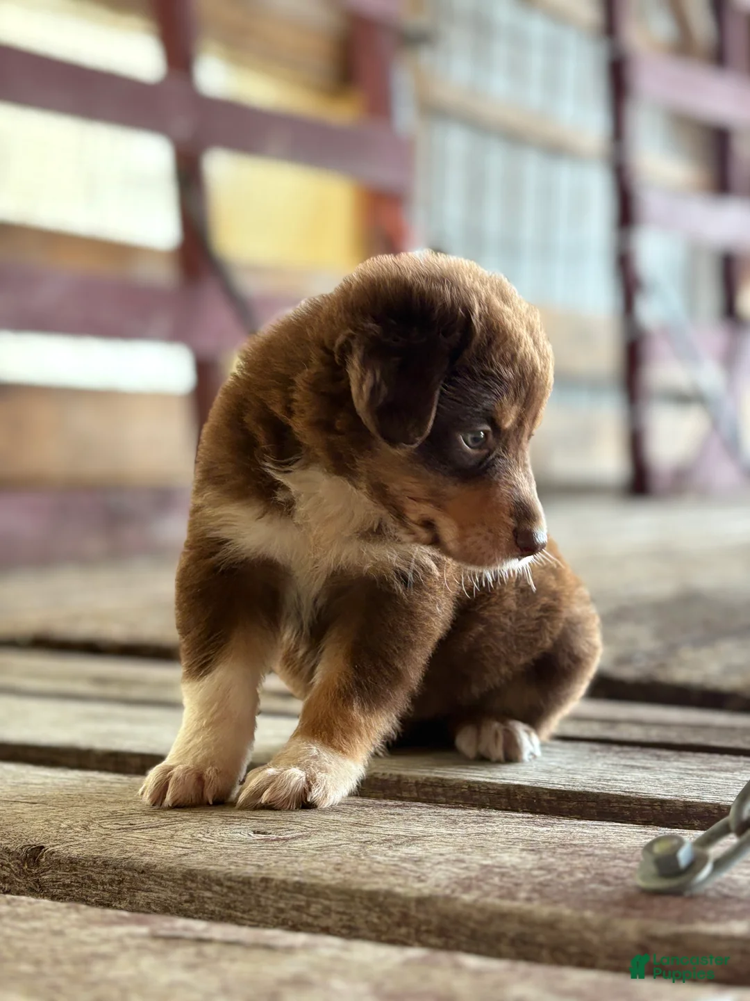 Australian Shepherd dogs for sale: Aspen - Ad 1