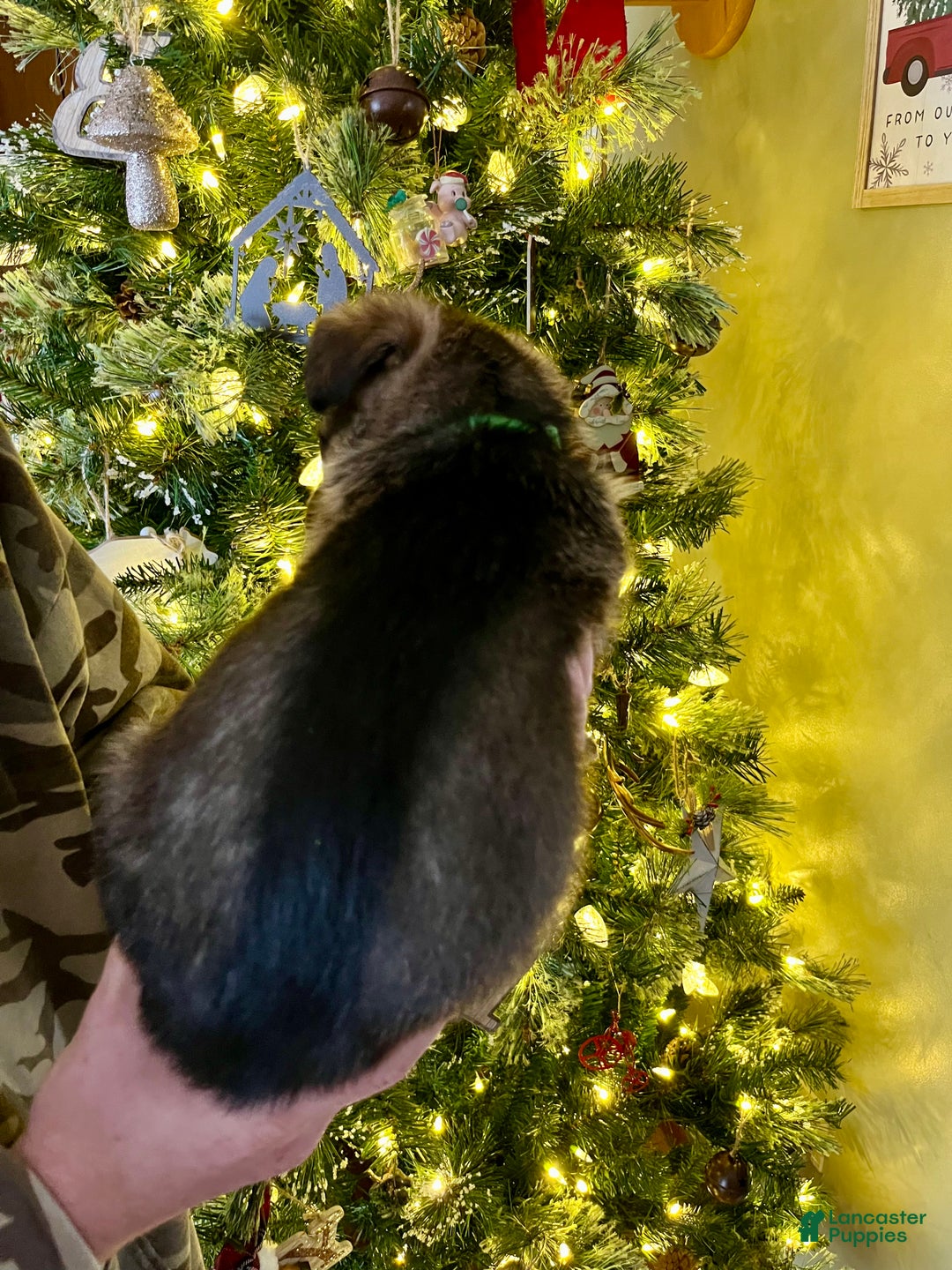 German Shepherd dogs for sale: Dasher - Ad 3