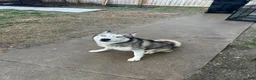Siberian Husky dogs for sale: Cowboy - Ad 9