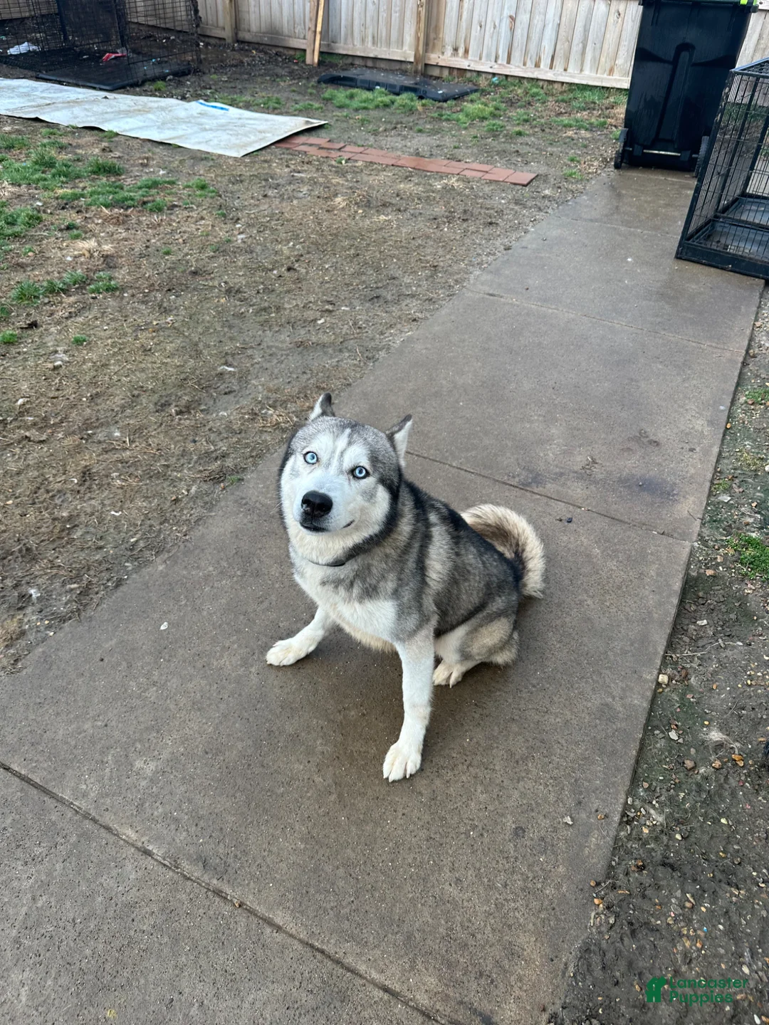Siberian Husky dogs for sale: Cowboy - Ad 9