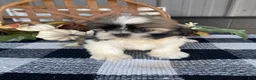 Shih Tzu dogs for sale: Leo - Ad 11