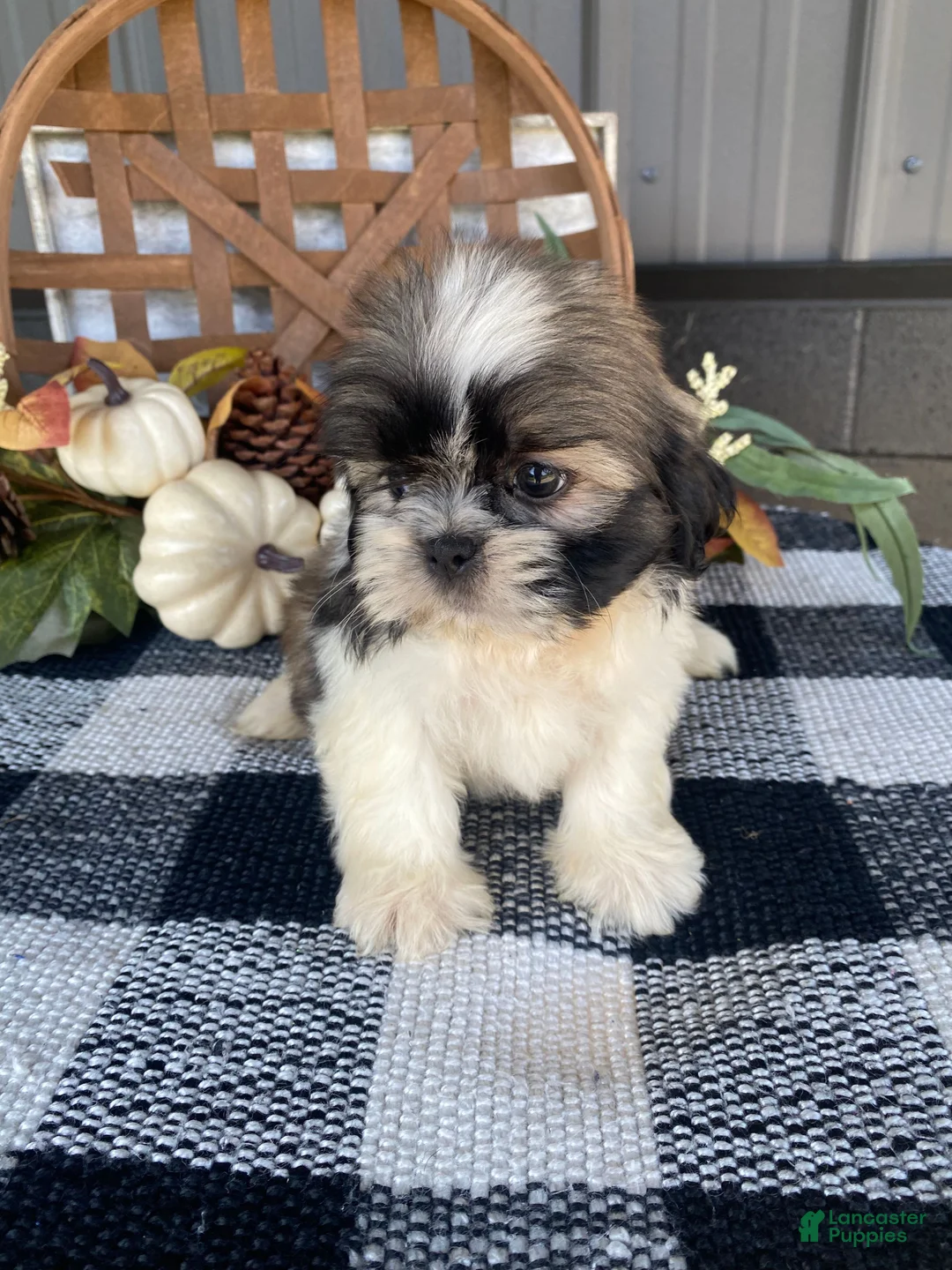 Shih Tzu dogs for sale: Leo - Ad 11