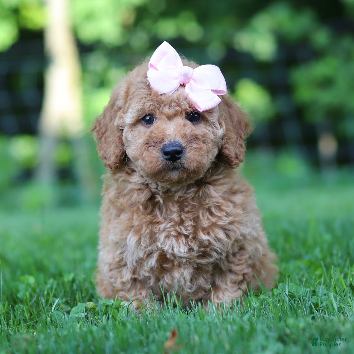 Mini Goldendoodle dogs Lilly - Ad 2