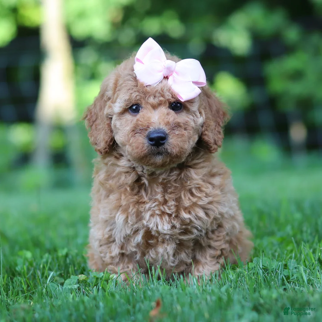 Mini Goldendoodle dogs for sale: Lilly - Ad 2
