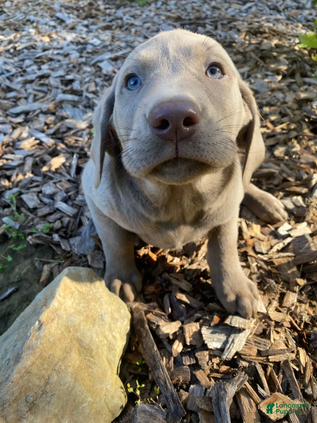 Labrador Retriever dogs for sale: Marlene - Ad 11