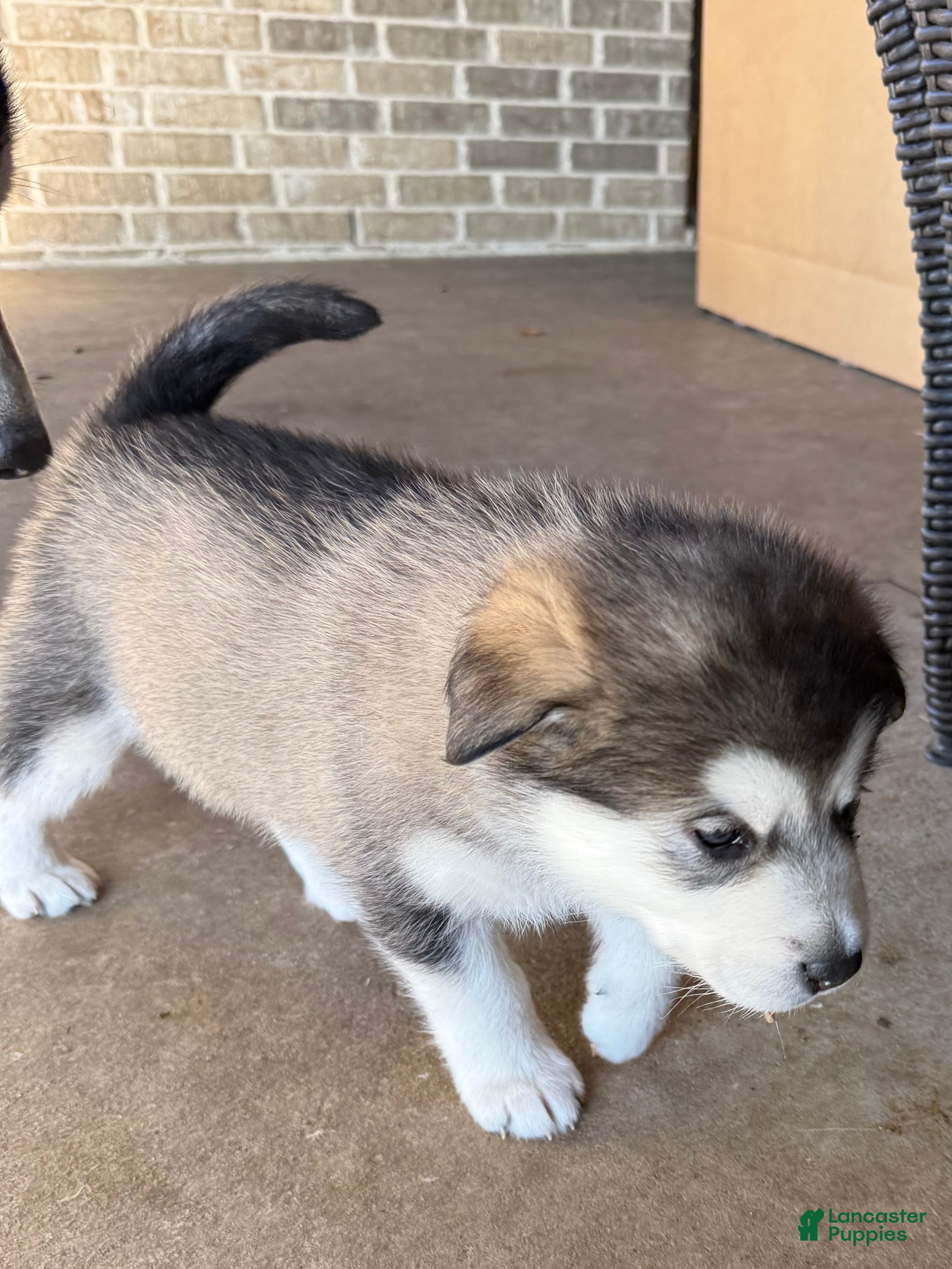 Alaskan Malamute dogs Alaskan Malamute Puppy 4 - Ad 6