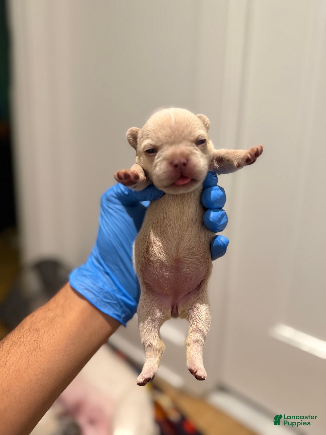 French Bulldog dogs for sale: Hazel - Ad 1