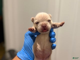 French Bulldog dogs Hazel - Ad 14