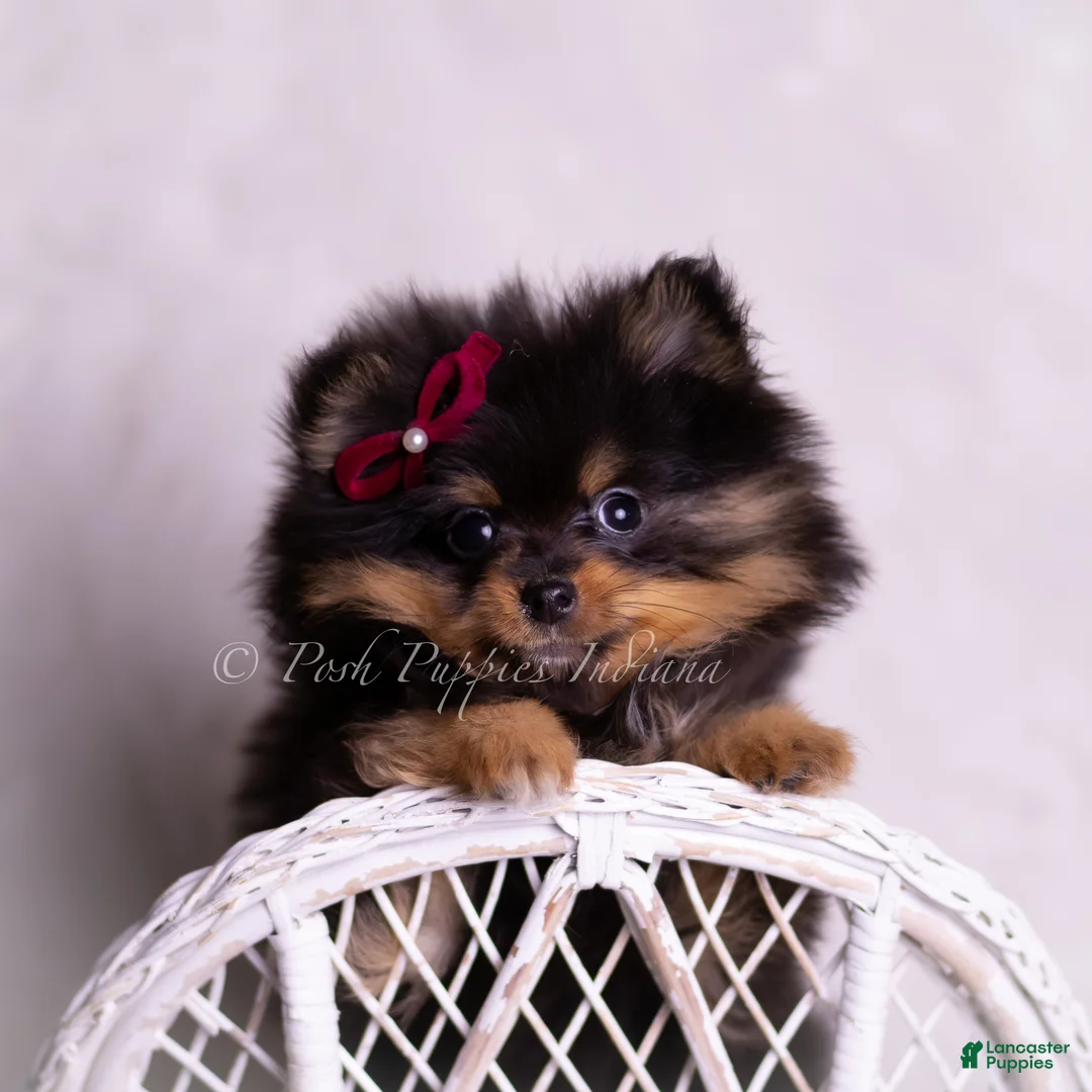 Pomeranian dogs for sale: Teacup Littlebit - Ad 6