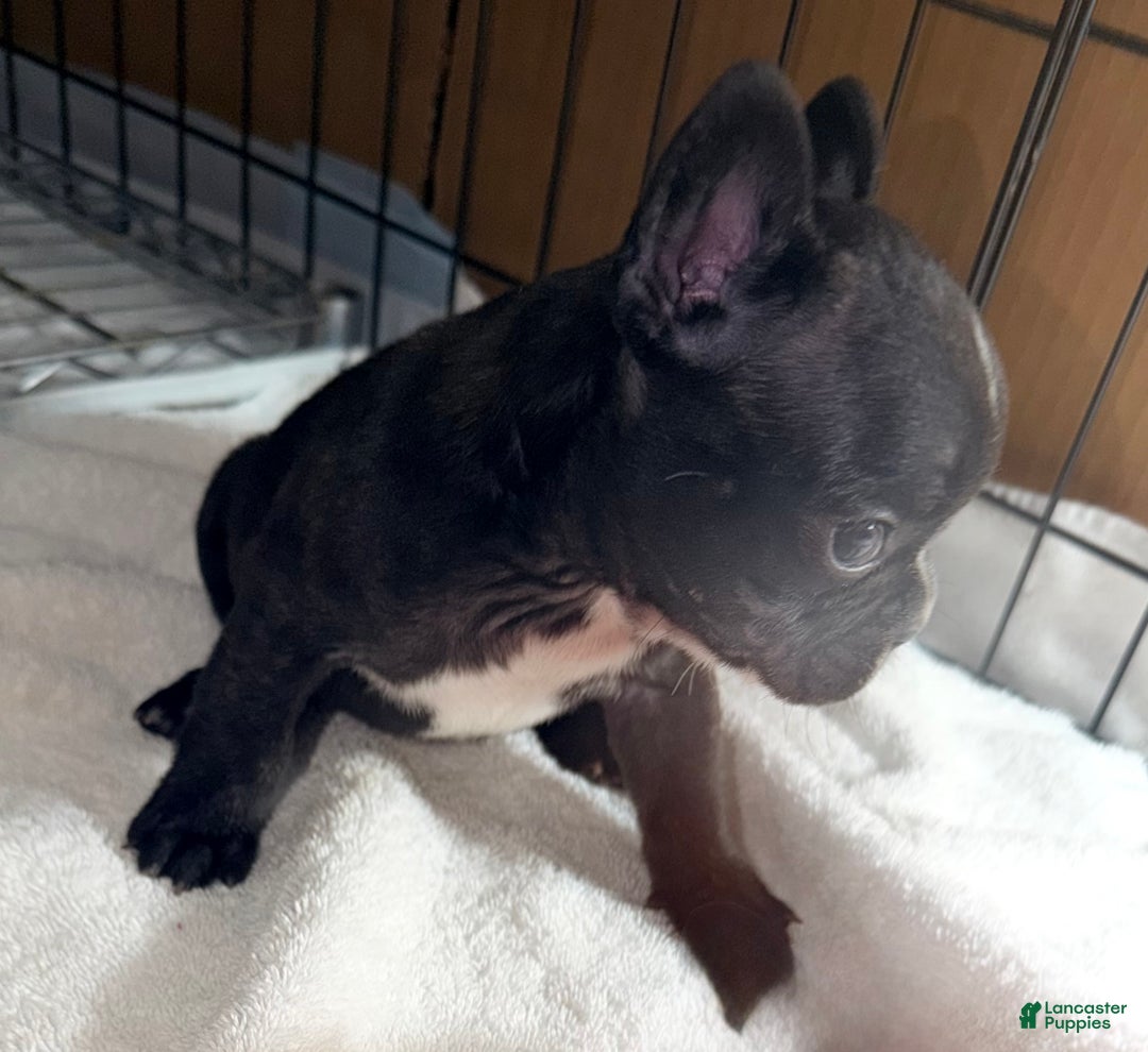 French Bulldog dogs for sale: Skunky Girl - Ad 4