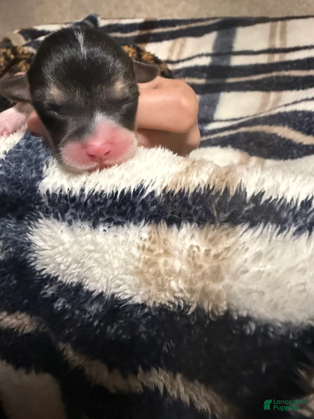 Welsh Corgi Pembroke dogs for sale: Welsh Corgi Pembroke Puppy 8 - Ad 1