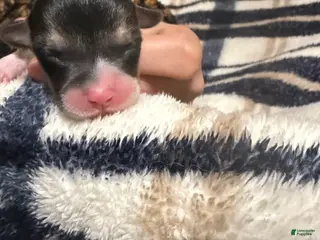 Welsh Corgi Pembroke dogs Welsh Corgi Pembroke Puppy 8 - Ad 35