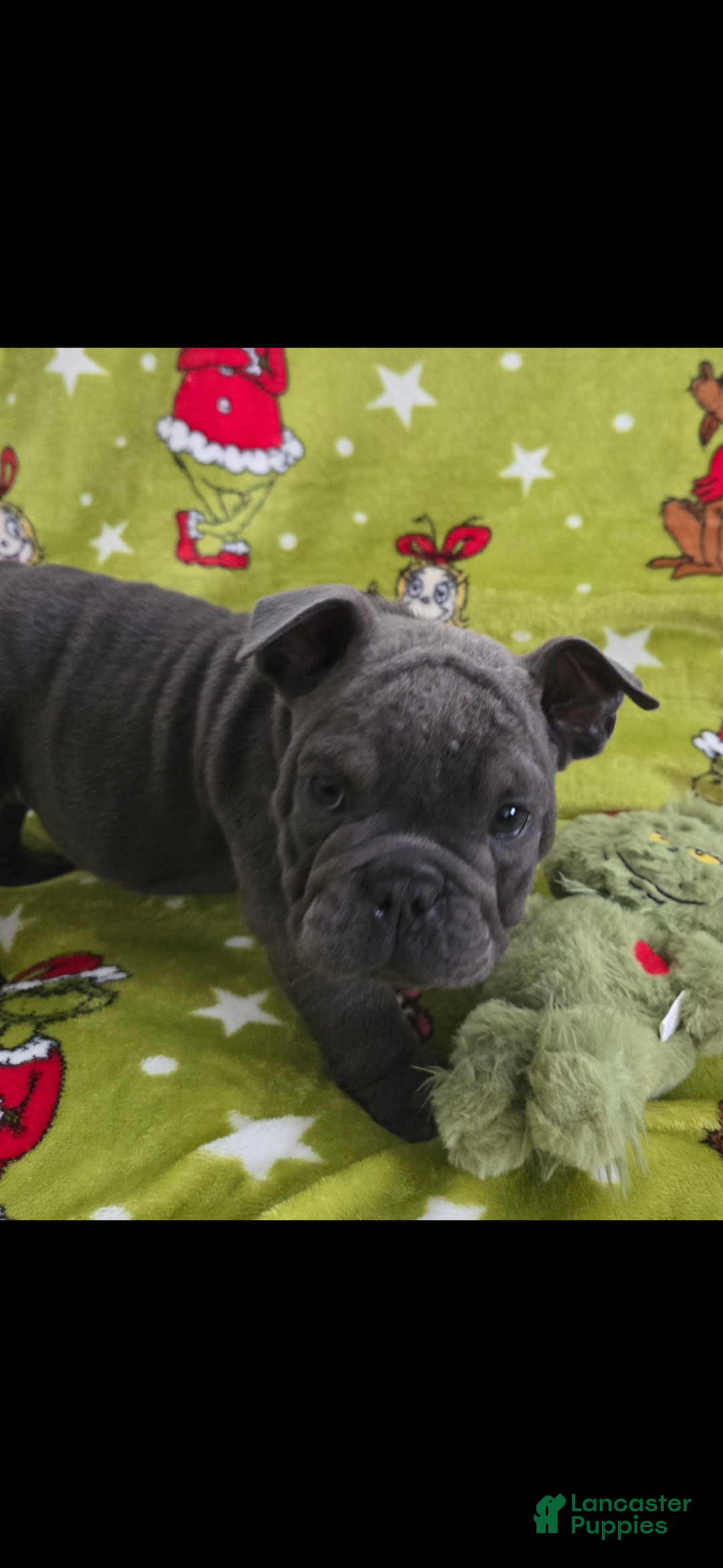 English Bulldog dogs for sale: Lucy - Ad 42