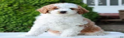 Mini Goldendoodle dogs for sale: Lawson  - Ad 1