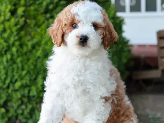 Mini Goldendoodle dogs for sale: Lawson - Ad 4