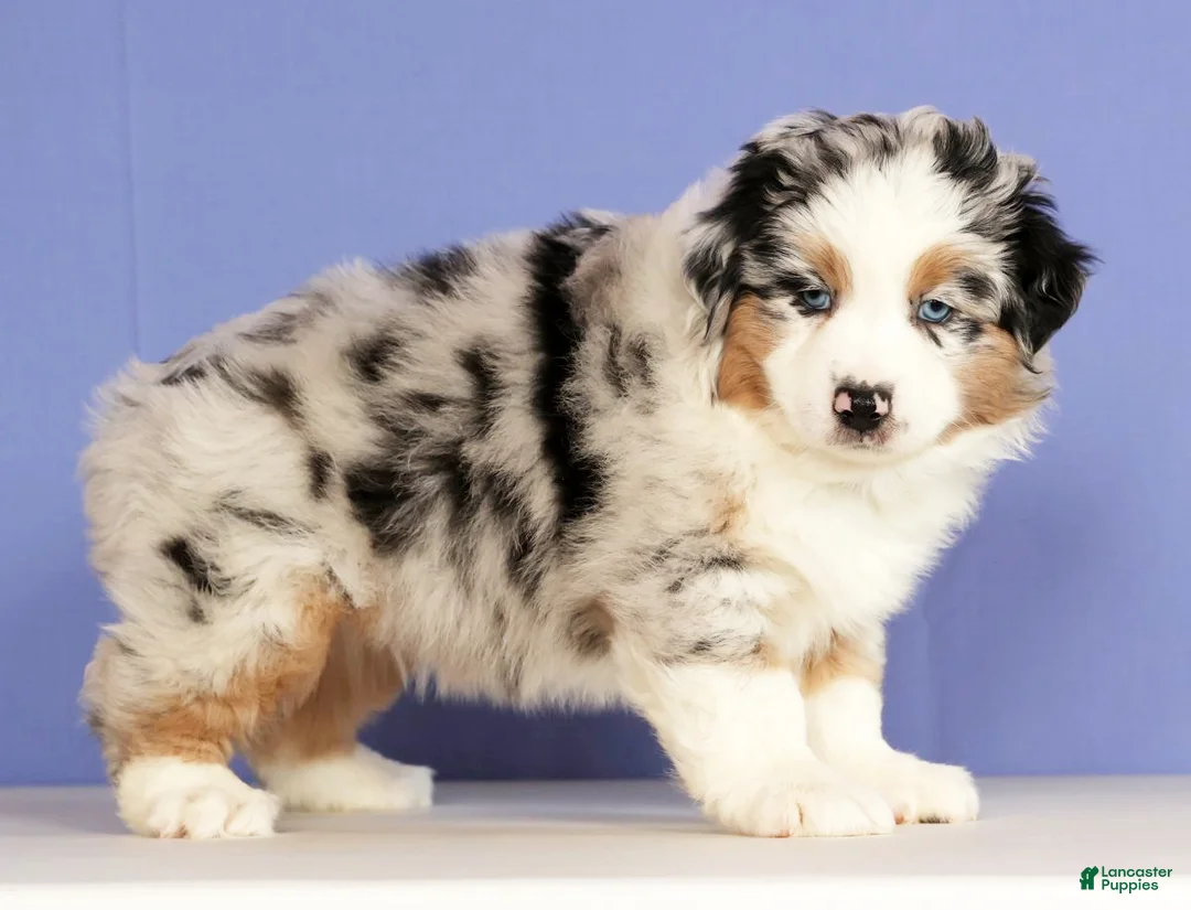 Miniature Australian Shepherd dogs for sale: Jackson - Ad 5