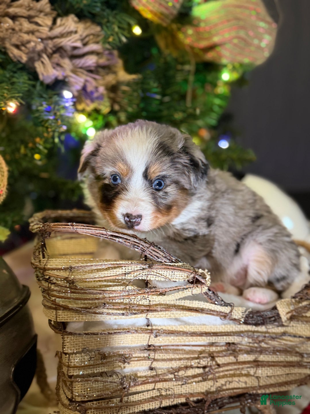 Miniature Australian Shepherd dogs for sale: GREEN - Ad 5