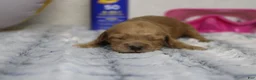 Cockapoo dogs for sale: Carrie - Ad 7