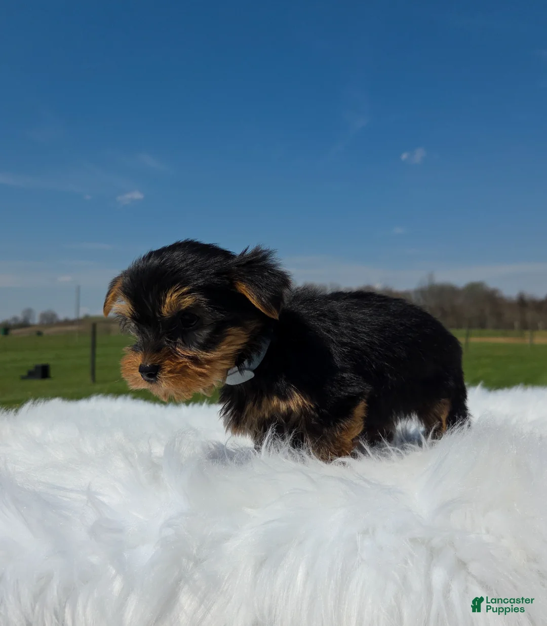 Yorkshire Terrier dogs for sale: Brownie  - Ad 7