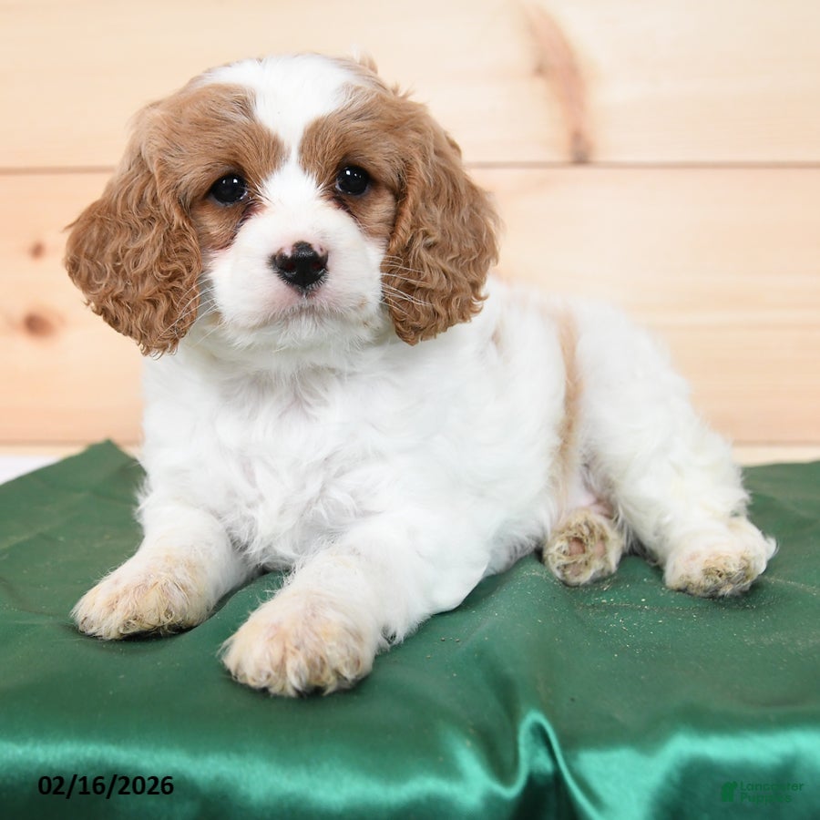 Cavapoo dogs Heidi - Ad 1
