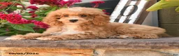 Cockapoo dogs for sale: Oakley - Ad 5