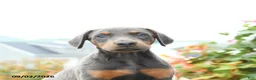 Mixed Breed dogs for sale: Fancy - Ad 4