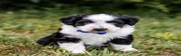 Aussiedoodle dogs for sale: Spark - Ad 1