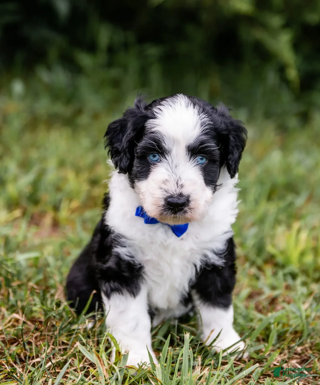 Aussiedoodle dogs for sale: Spark - Ad 1
