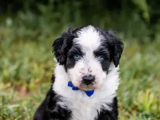 Aussiedoodle dogs for sale: Spark - Ad 1