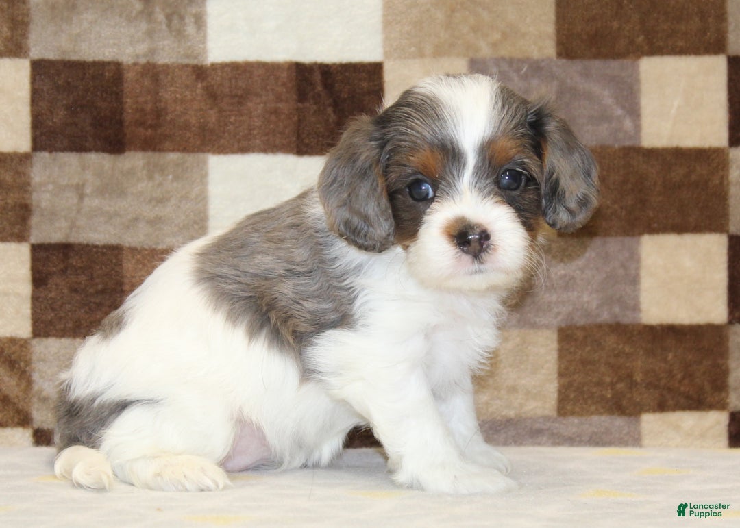Cavapoo dogs for sale: Trixie - Ad 1