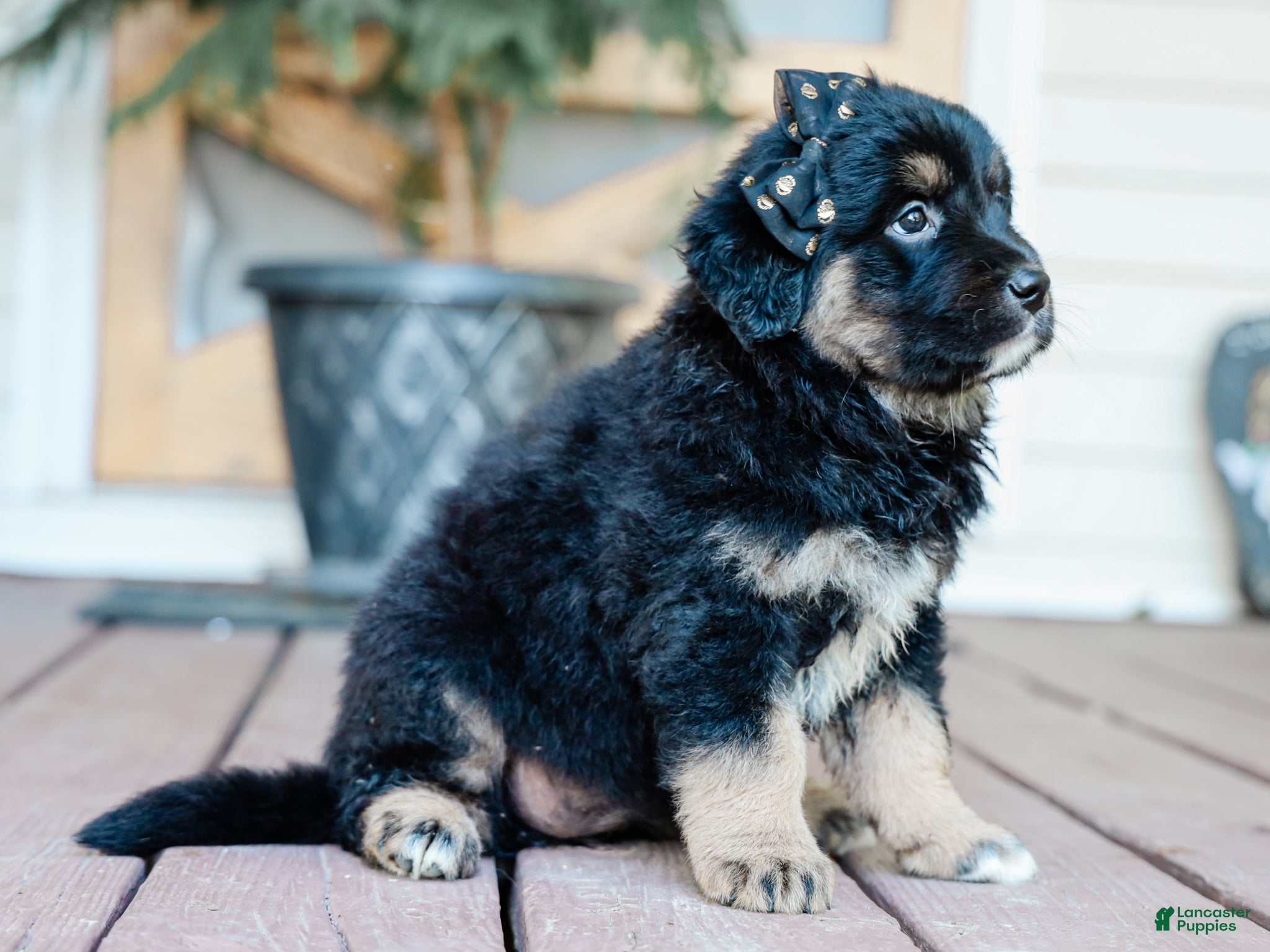 Mixed Breed dogs Cambria Golden Retriever/Jug Puppy - Ad 1