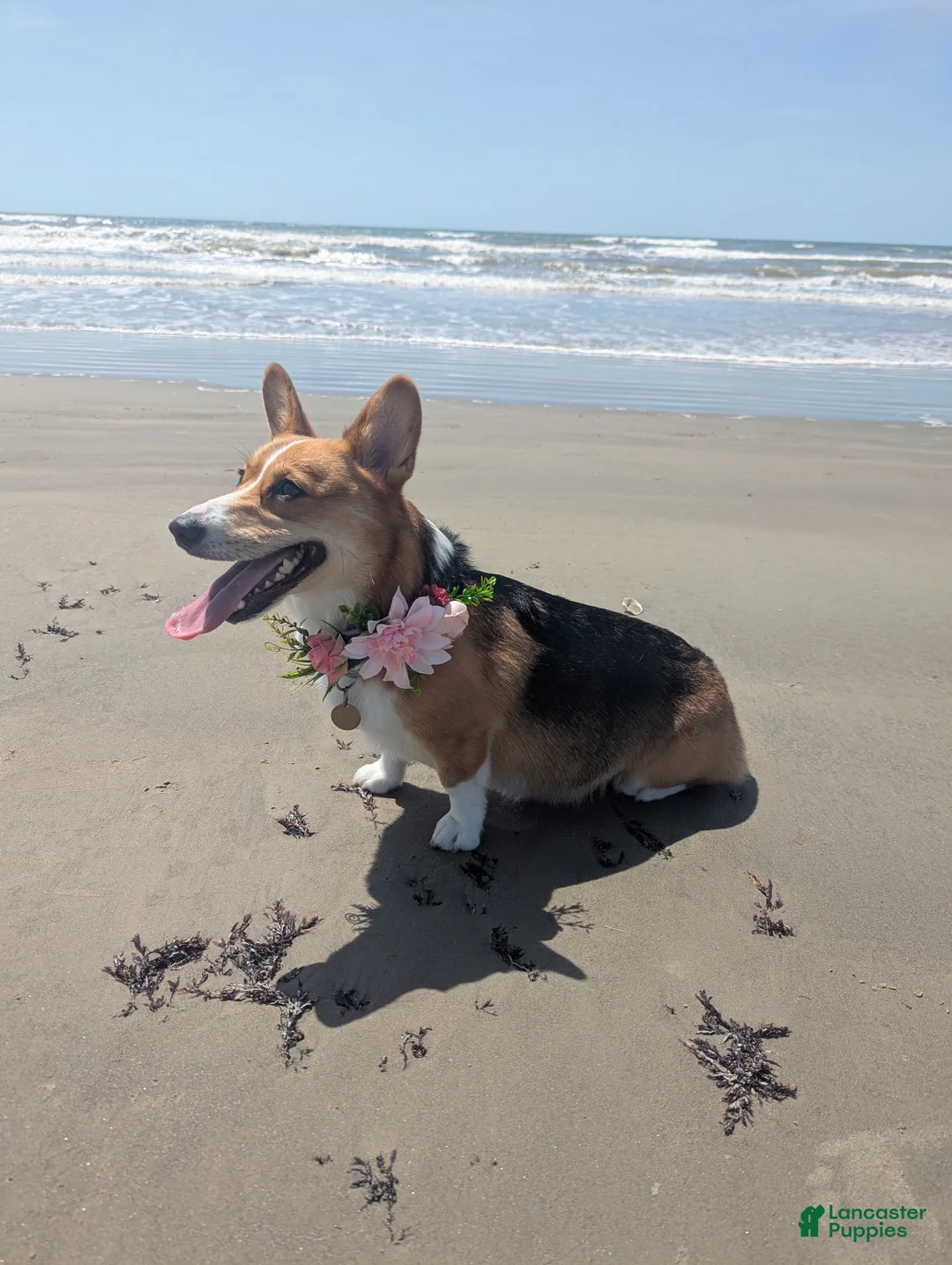 Corgipoo dogs for sale: Corgipoo 1. Gaston - Ad 17